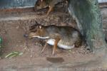 Javan mousedeer