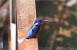 Blue-eared kingfisher