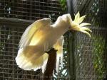 Triton cockatoo