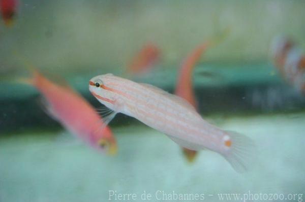 Orange-striped goby