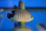 Blacktail angelfish