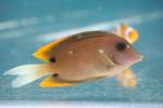 Tomini surgeonfish