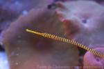 Yellowbanded pipefish