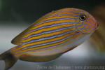 Lined surgeonfish