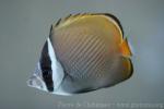 Redtail butterflyfish