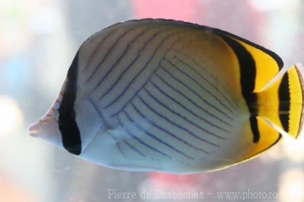 Vagabond butterflyfish