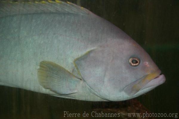 Blue-and-yellow grouper