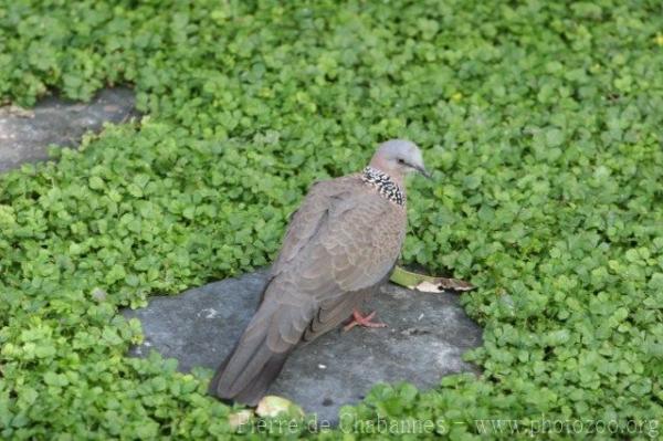 Eastern spotted dove