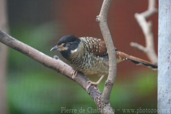 Spotted laughingthrush