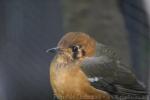 Orange-headed thrush