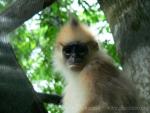 Black-crested sumatran langur *