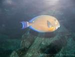 Orange-socket surgeonfish *