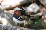 Mandarin duck