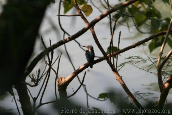 Common kingfisher