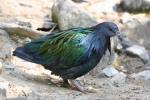 Nicobar pigeon