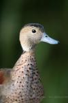 Ringed teal