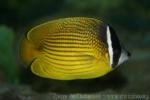 Oriental butterflyfish