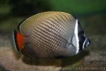 Redtail butterflyfish