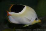 Saddle butterflyfish