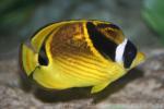 Racoon butterflyfish