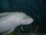 Dugong *