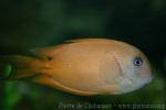 Twospot surgeonfish