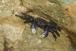 Violet vinegar crab