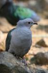 Green imperial-pigeon