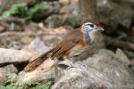 Greater necklaced laughingthrush *