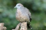 Zebra dove