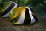 Masked bannerfish