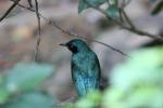 Greater blue-eared starling