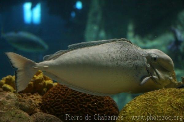 Bulbnose unicornfish