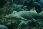 Tawny nurse shark