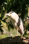 Black-crowned night-heron