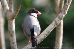 Java sparrow