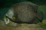 French angelfish