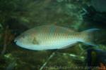 Blue-barred parrotfish