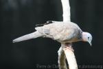 Eastern spotted dove