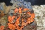 Spider decorator crab