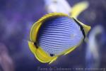 Blackback butterflyfish