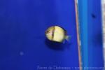 Reticulated dascyllus