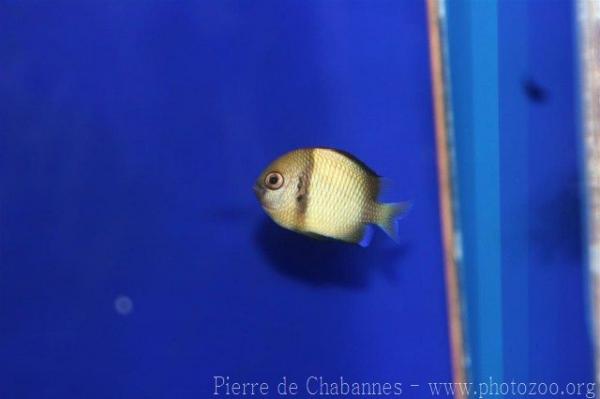 Reticulated dascyllus