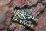 Dragon moray