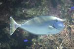 Whitemargin unicornfish