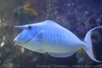 Humpback unicornfish