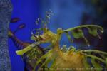 Leafy seadragon