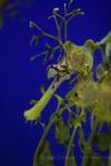 Leafy seadragon