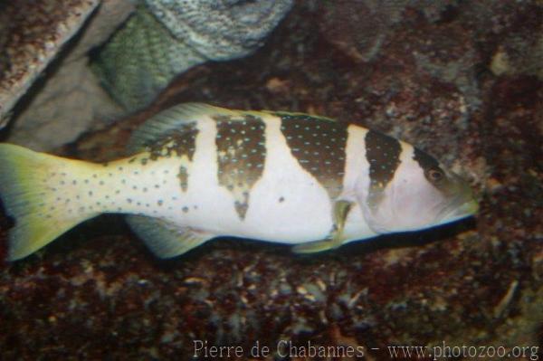 Blacksaddled coralgrouper *