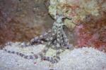 Mimic octopus *